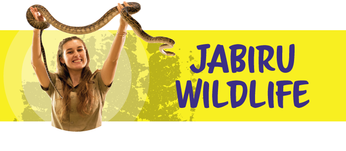 Jabiru Wildlife